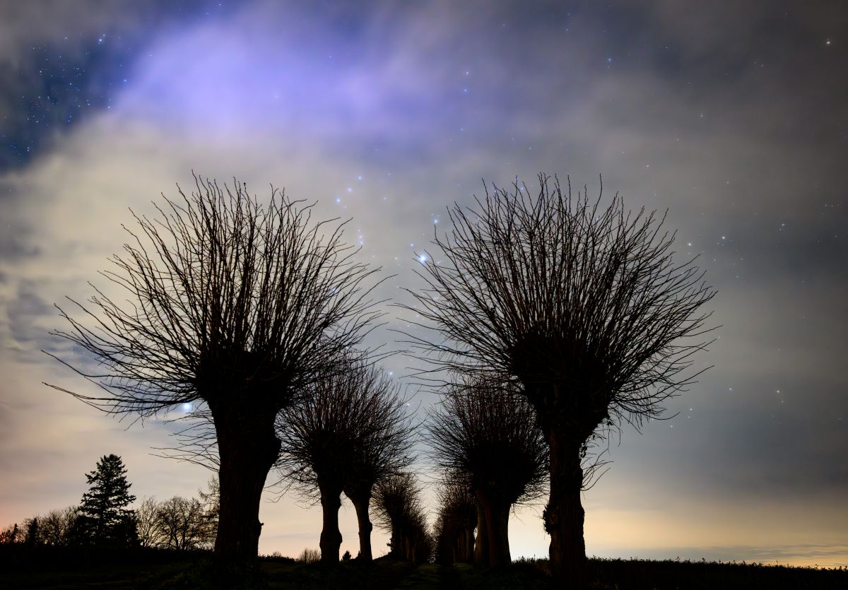Rows of trees line a street at dusk with stars glowing overhead.