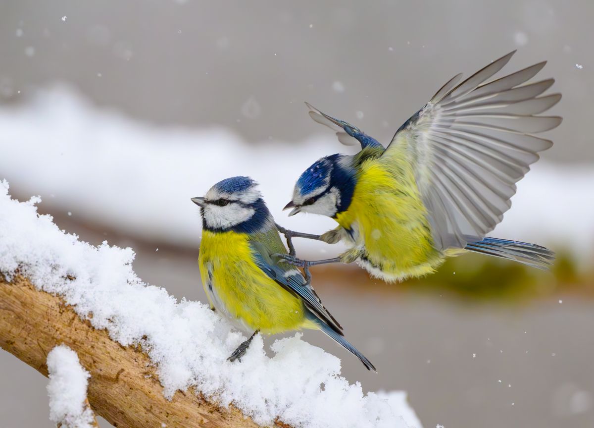 Two blue birds with yellow breasts are seen fighting on a branch in the snow.