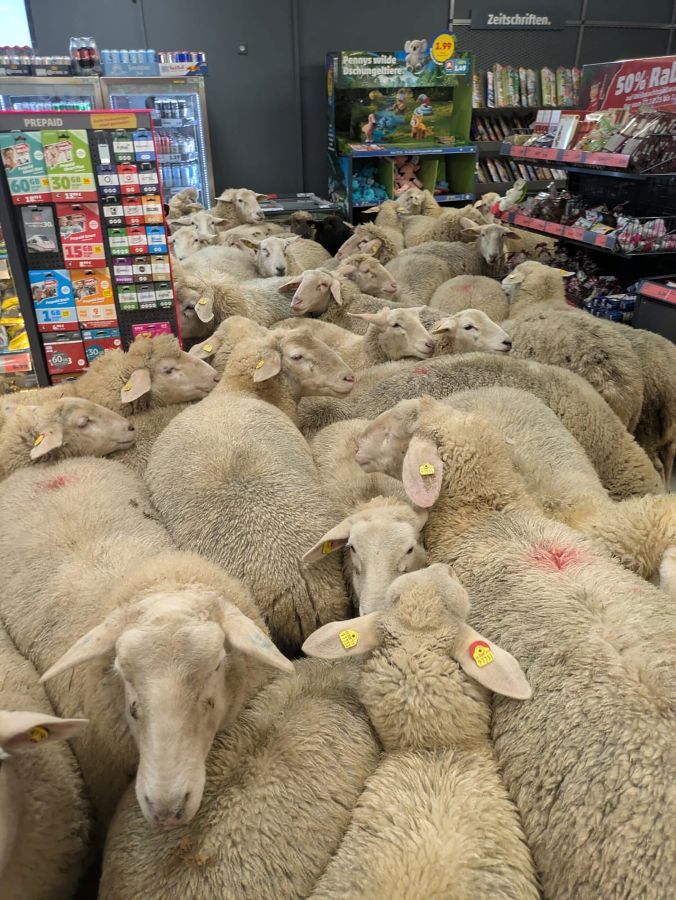 Sheep are seen in the supermarket.