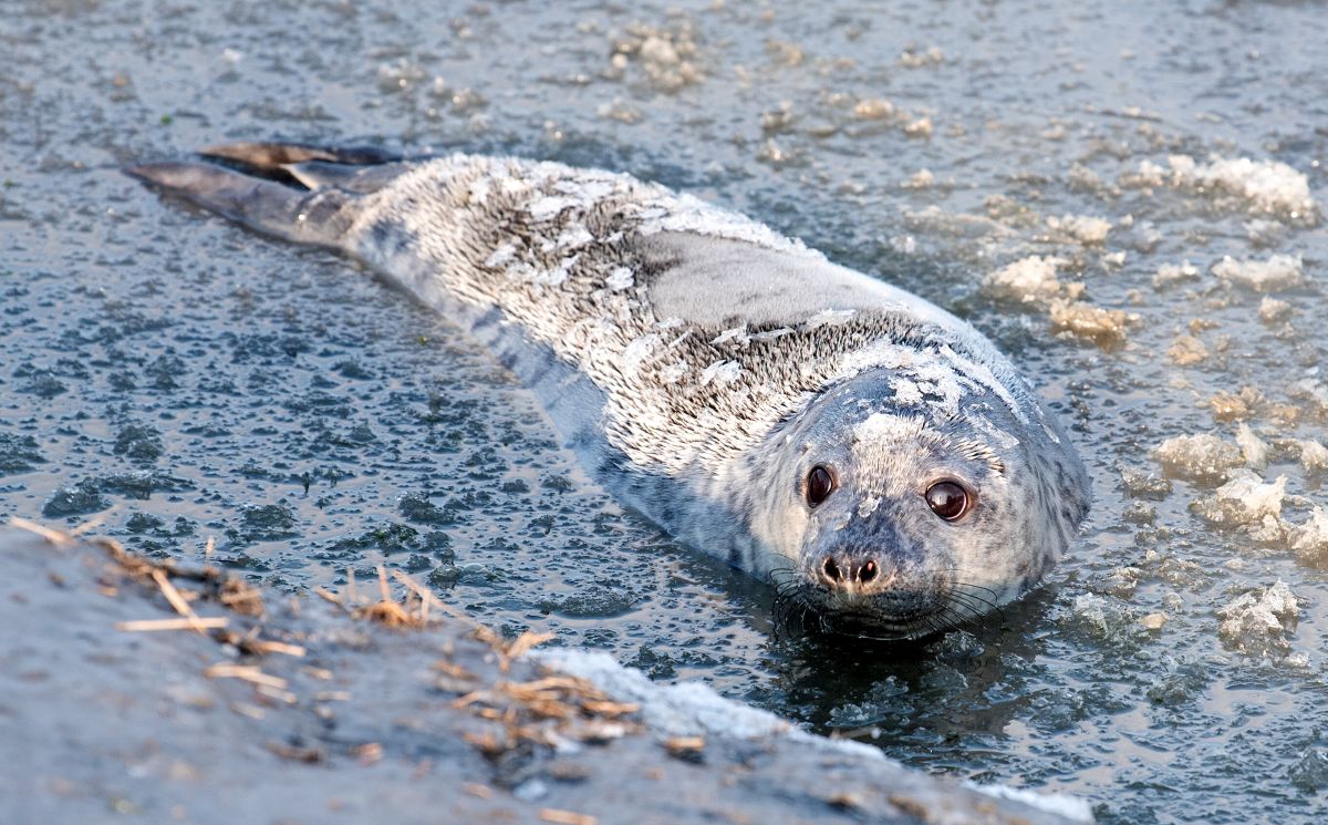 A grey seal pup swims in icy water in the north sea.