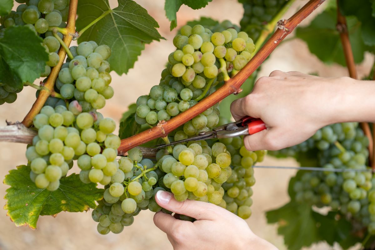 A person uses shears to cut a bunch of grapes