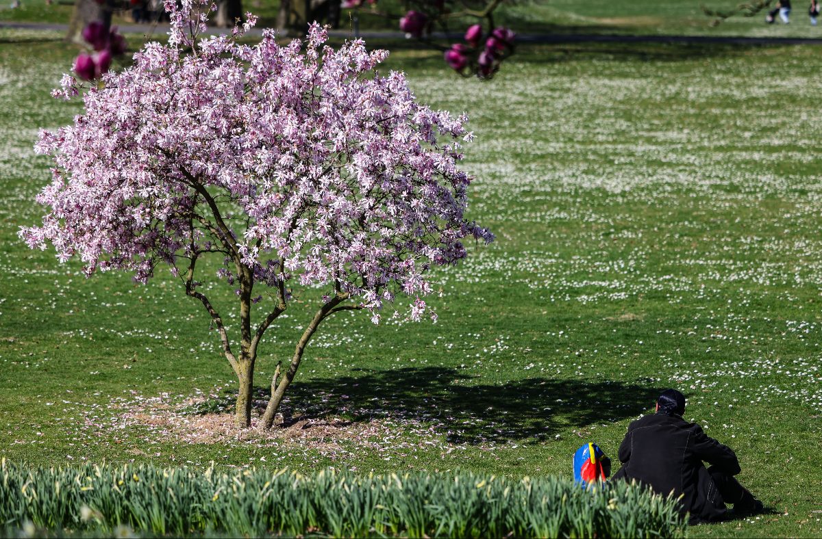 A blooming tree in the Rheinpark.