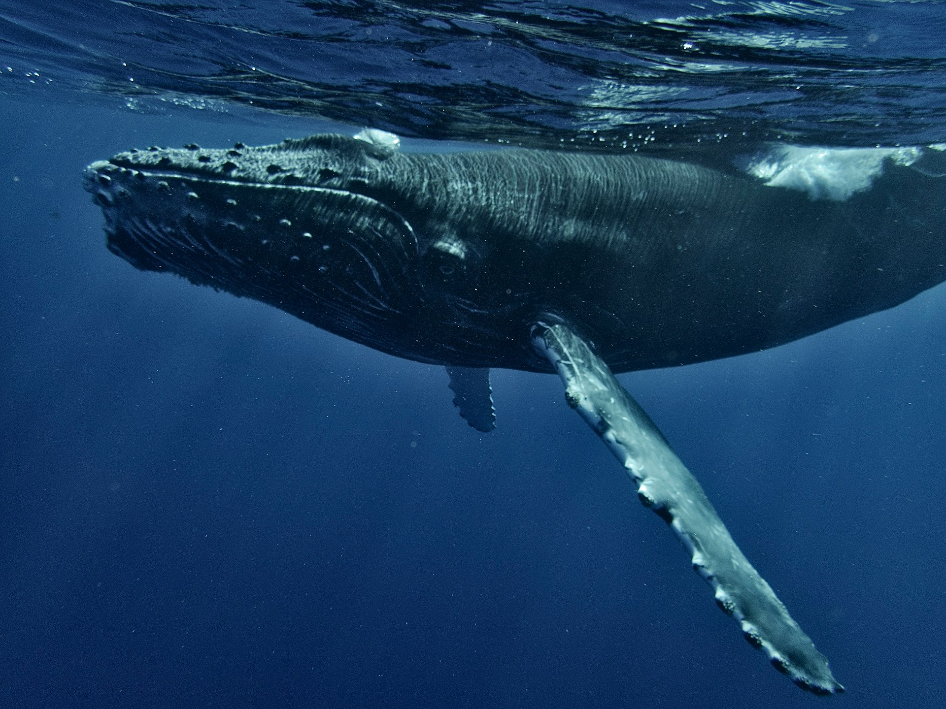 A humpback whale.
