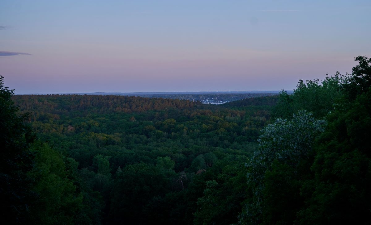 a view over trees towards sunrise