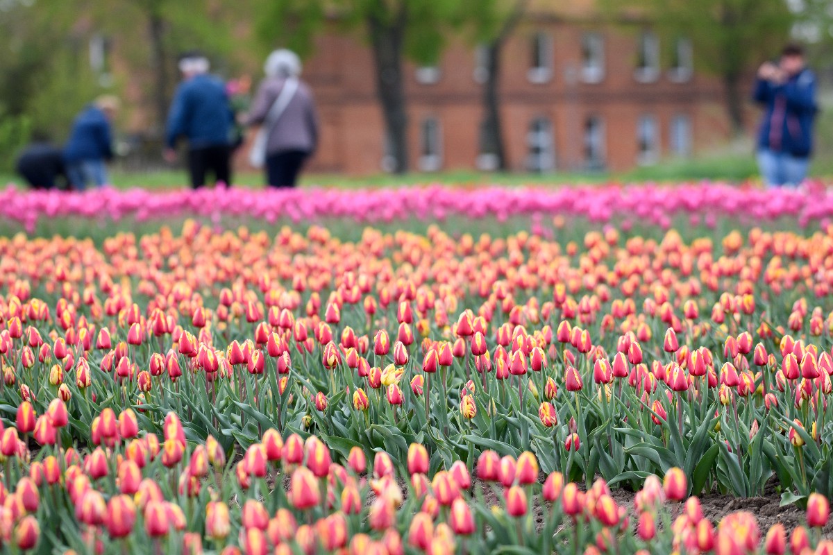 A field of Tulips