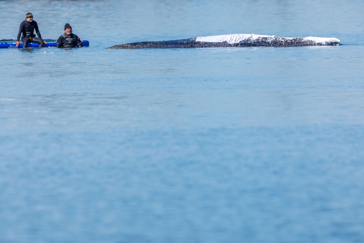 Rescuers wait on a board next to a humpback whale off the coast of Poel Island.