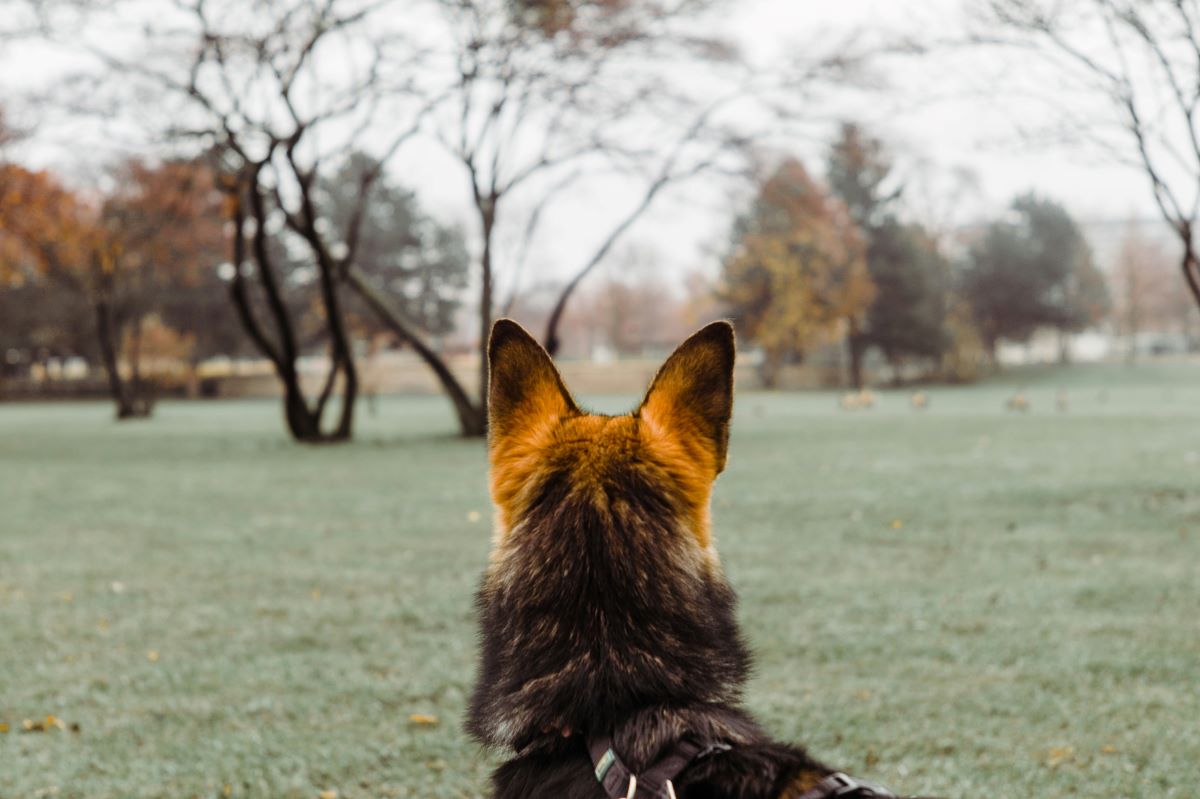a dog picuted in a park in Cologne