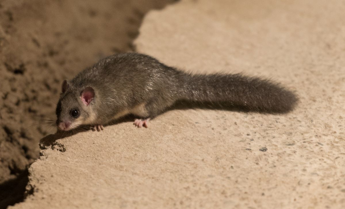 A dormouse is running through the Barbarastollen.