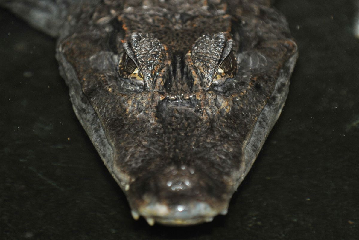 In the darkness of his enclosure, the caiman “Sammy” lies at the Alligator Action Farm.