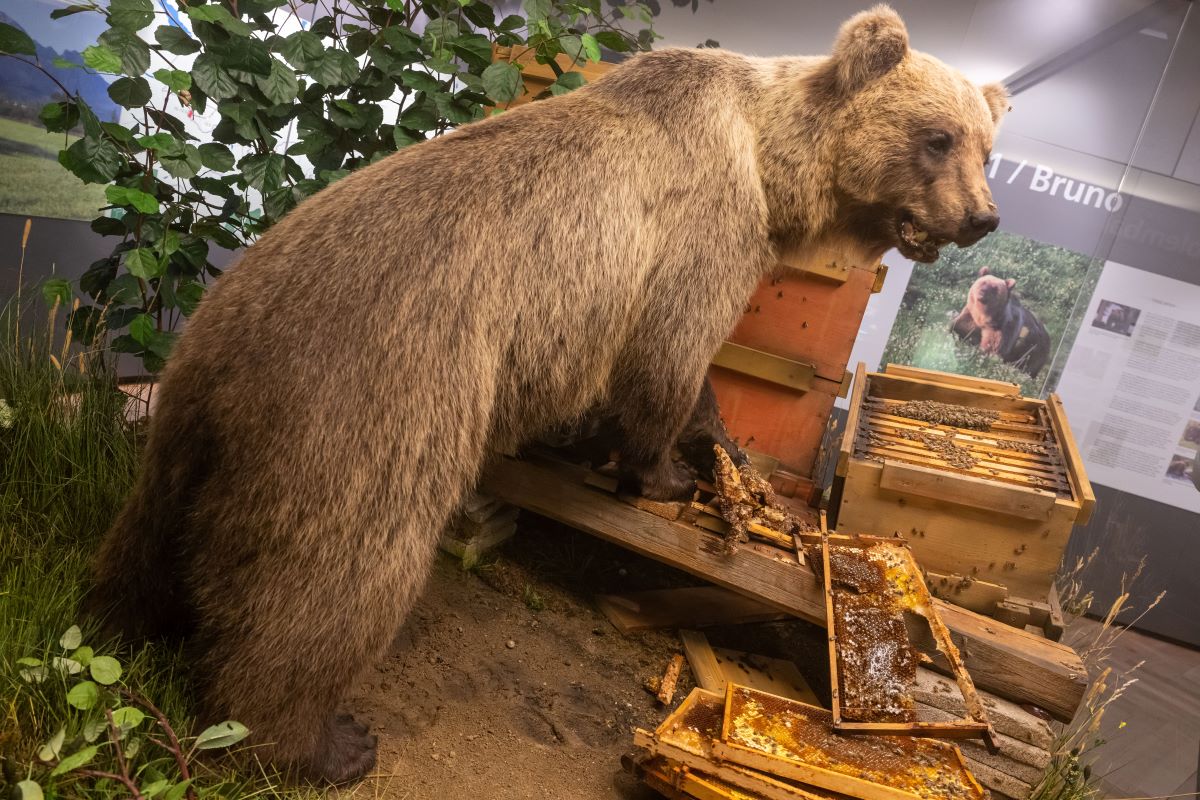 The stuffed brown bear “Bruno” is on display at the Museum of Man and Nature