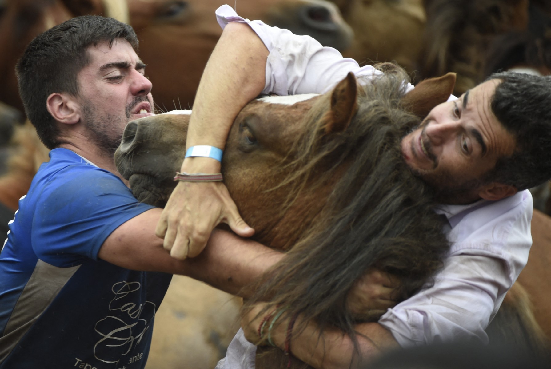 Aloitadores in Rapa das Bestas festival in Spain
