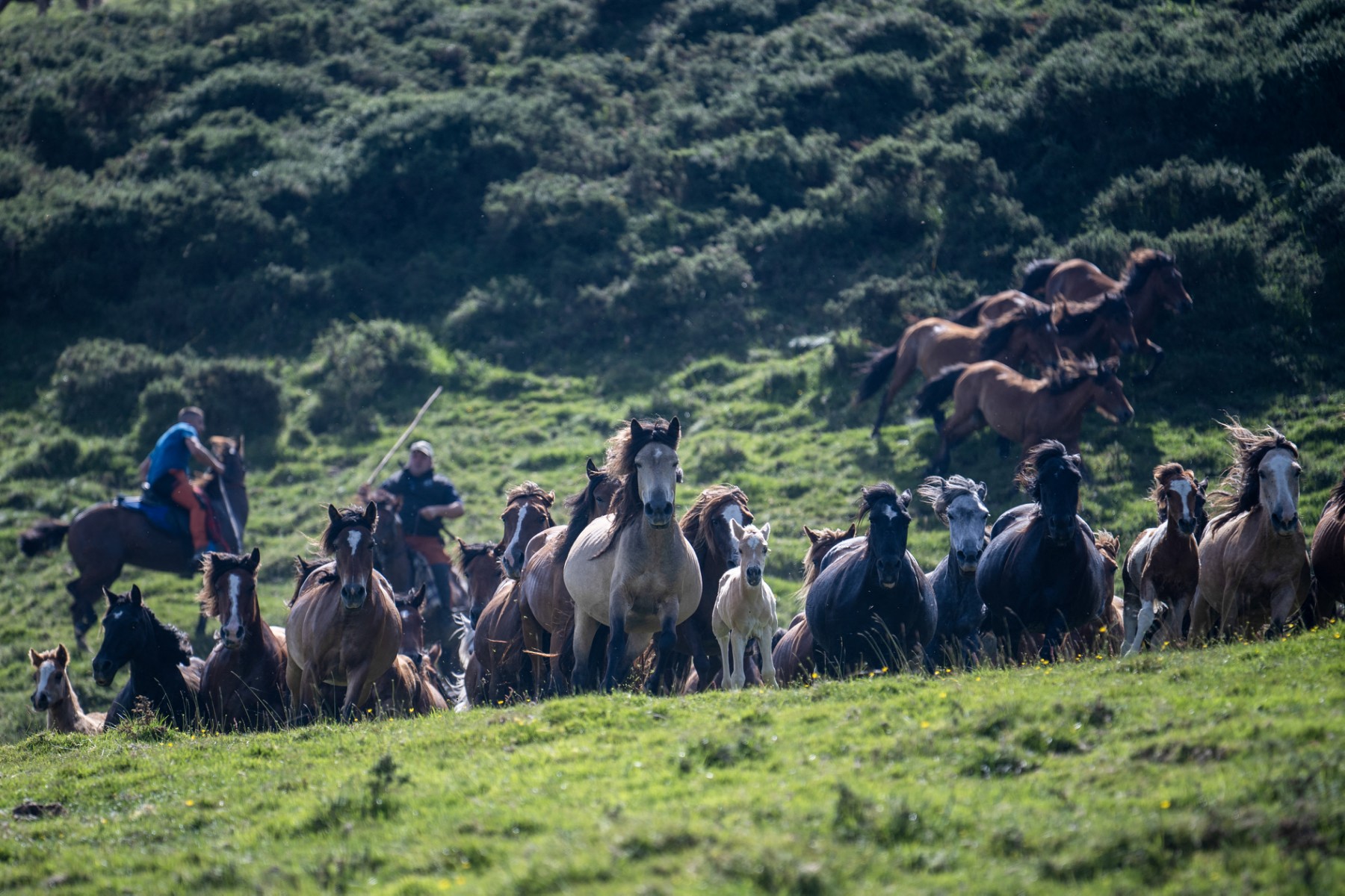 Wild horses in Spain