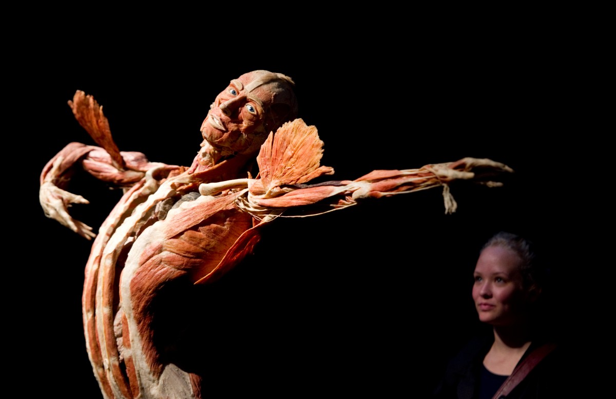 A preserved body with no skin is displayed in an active pose, a spectator in the background looks in amazement.