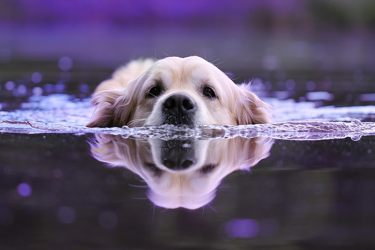 A dog in the water
