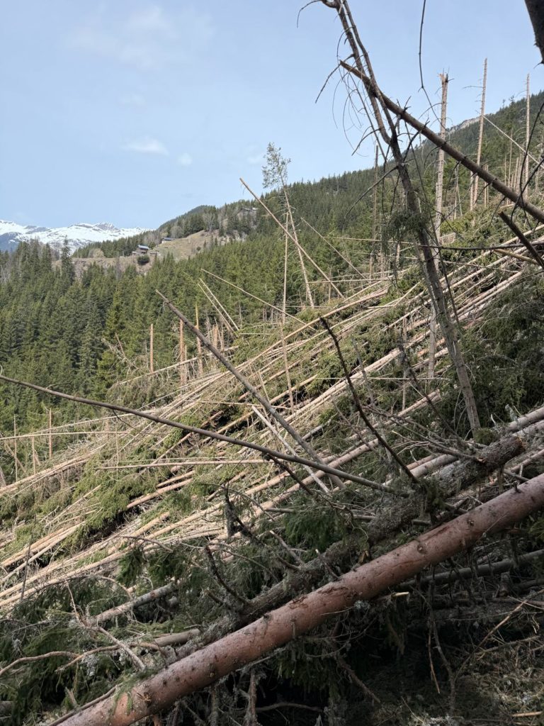 The trees felled by the winter avalanche. Image: Dominik Daul