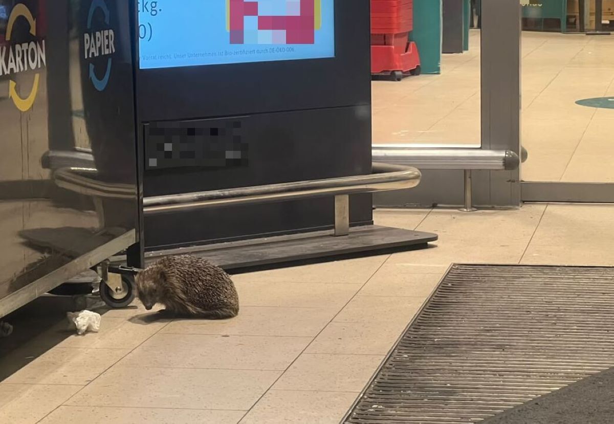 A hedgehog is sitting in the entrance area of a supermarket.