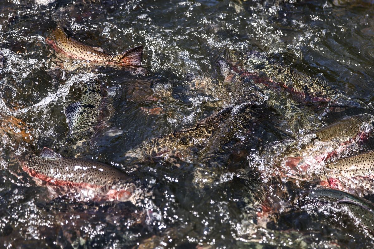 lots of fish create ripples in water