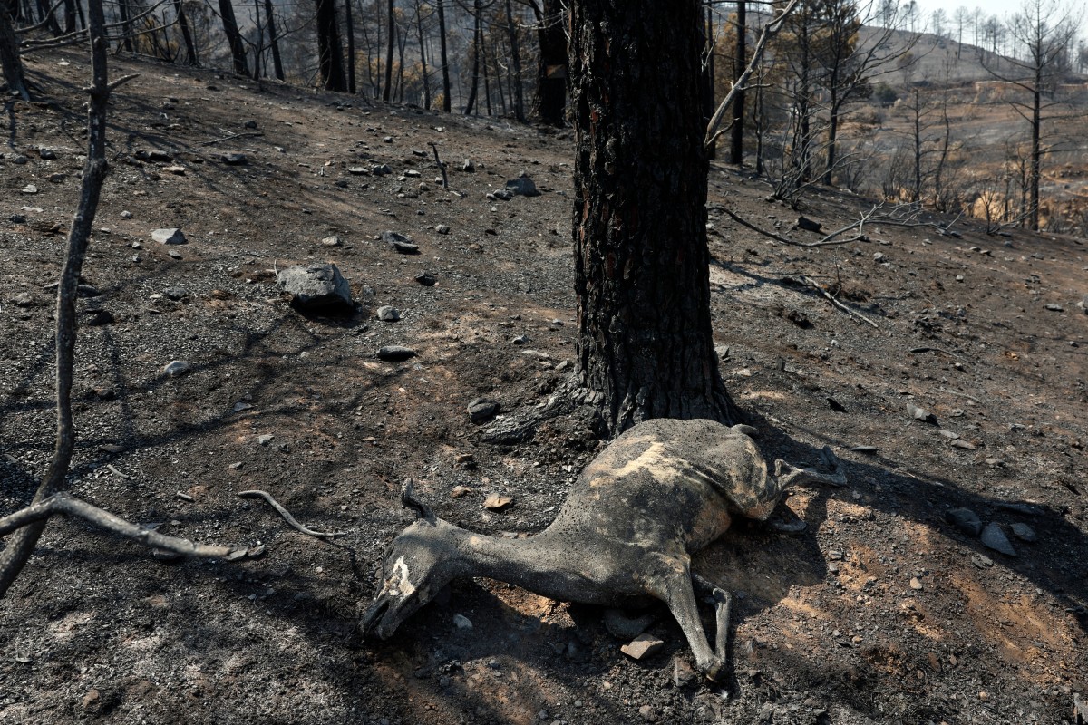 The charred carcass of a deer