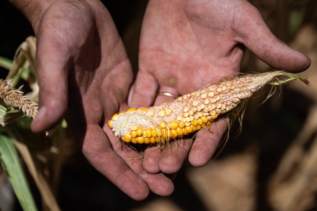 An aborted ear of corn