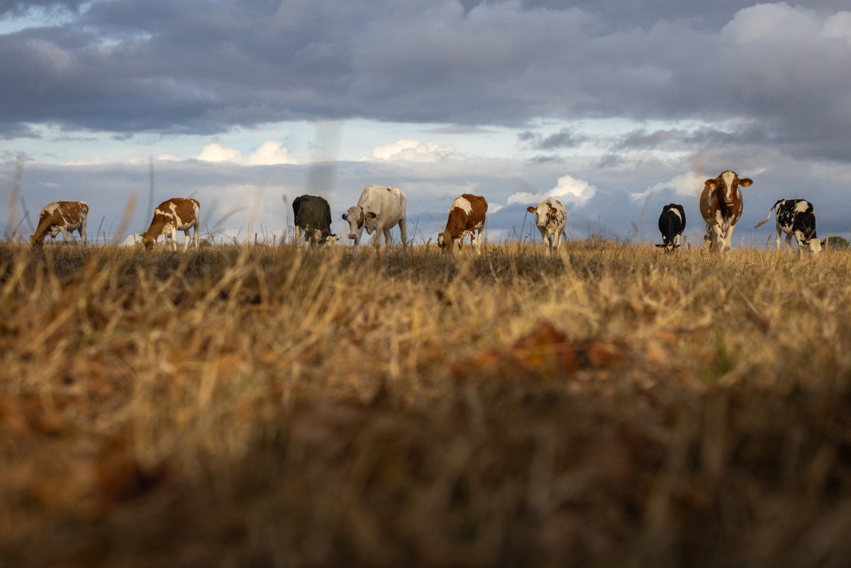 cows in a meadow dried out by the heat
